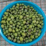 Saksılı Çizmelik Özel Üretim Çekişte Zeytin Fidanı