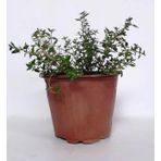 Saksılı Dağ Bahçe Kekiği Fidanı 10-20 Cm 5 Adet Thymus Vulgaris