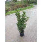 Saksılı Defne Fidanı 15-25 Cm