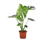 Saksılı Formlu Deve Tabanı Çiçeği Monstera Deliciosa 30-60cm