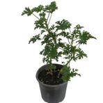 Saksılı Itır Çiçeği Fİdanı Küçük Boy 5-15 Cm