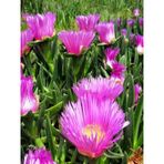 Saksılı Kaz Ayağı Çiçeği Fidanı 10-20 Cm
