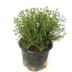 Saksılı Kekik Fidanı 10-20 Cm Potted Thyme Sapling
