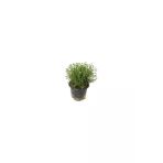 Saksılı Kekik Fidanı Büyük Boy Potted Thyme Sapling 10-20 Cm