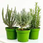 Saksılı Kekik Nane Biberiye Fidanı Üçlü Set 10-20 Cm