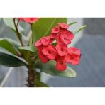 Saksılı Kırmızı Dikenler Tacı Japon İğnesi Euphorbia Milii 10-20 Cm