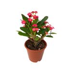 Saksılı Kırmızı Dikenler Tacı Japon İğnesi Euphorbia Milii 5-15 Cm