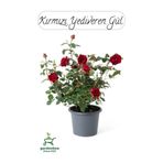 Saksılı Kırmızı Renk Gül Fidanı 1 Adet 30-50Cm Bahçe Gülü