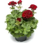 Saksılı Kırmızı Sardunya Çiçeği 15-25 Cm Potted Red Geranium Flower