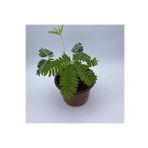 Saksılı Küstüm Çiçeği Fidanı Küçük Boy 3-13 Cm Mimosa Pudica