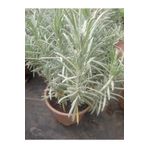 Saksılı Lavanta Fidanı 10-20 Cm