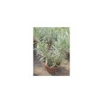 Saksılı Lavanta Fidanı 2 Adet 20-40 Cm (Lavandula Intermedia)