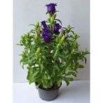 Saksılı Mor Campanula (Çan Çiçeği) 20–40 cm Boyunda Bol Çiçekli Gösterişli Tür