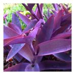 Saksılı Mor Telgraf Karasevda Çiçeği 10-20 Cm Tradescantia 653