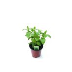 Saksılı Nane Fidanı 10-20 Cm