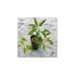 Saksılı Pepino Fidanı 10-20 Cm
