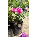 Saksılı Reçellik Kokulu Gerçek Isparta Gülü Fidanı 10-20 Cm