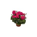 Saksılı Sakız Sardunya Fidanı Kırmızı 10-20 cm