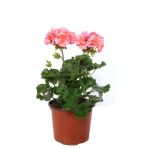 Saksılı Sardunya Çiçeği Fidanı Pembe 10-20 Cm