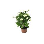 Saksılı Sarı Dikenler Tacı Japon Iğnesi Euphorbia Milii 10-20 Cm
