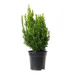 Saksılı Şimşir Fidanı 20-30 Cm (buxus Sempervirens)