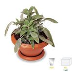 Saksılı Tıbbi Adaçayı Fidanı 10-20 Cm 1 Adet Salvia