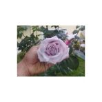 Saksılı Yediveren Lila Gül Fidanı Yediveren Lilac Rose 1 Adet 10-20 Cm