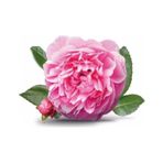 Saksılı Yöresel Isparta Gülü Fidanı 10-20 Cm