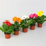 Saksılık Karışık Gerbera Çiçeği Tohumu Ekim Seti 5 Tohum Çiçek Tohumu Saksı Toprak Kombin