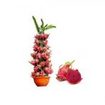 Saksılık Kırmızı Pitaya Tohumu Ekim Seti 5 Tohum + Saksı + Toprak