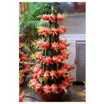 Saksılık Pitaya Tohumu Ekim Seti 5 Tohum + Saksı + Toprak +Hediye