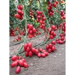Saksılık Zeytin Cherry Domates 25+tohum