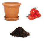 Saksılık Zeytin Domates Tohumu Ekim Seti
