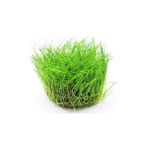 Sakura In Vitro Mini Parvula 200 cc