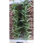 Salep Fidesi 20 Adet Orchis Caripora