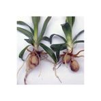 Salep Serapias Vomeracea Yumrusu Tohumu (10 Adet) 4875203202154