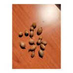 Salep Tohumu Yumrusu Belgeli Yerden Alınır 55 Adet 8956246491201