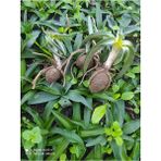 Salep Yumrusu - 105 Adet