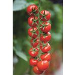 Salkım Cherry Domates Tohumu / 10+ Adet Tohum