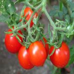 Salkım Riesentraube Domates Tohumu-(20 Tohum)