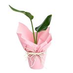 Salon Bitkileri Pink Ros Starliçe Bitkisi