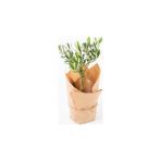 Salon Bitkileri Zeytin Bonsai Ağacı Kraft