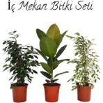 Salon Çiçek Seti Yeşil Benjamin 40-60cm -kauçuk 50-60cm -alacalı Benjamin Çiçeği 40-50cm