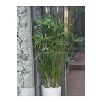 Salon Dekor Bitkisi Japon Şemsiyesi 1 Adet Saksılı 50-60Cm (Cyperus Alternifolius), BTS3105NA48