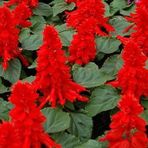 Salvia Red Ateş Çiçeği Tohumu