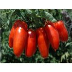 San Marzano Domates 25+ Tohum