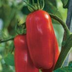 San Marzano Domates 25+ Tohum
