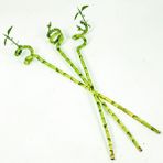 Şans Bambusu (Dracaena Lucky Bamboo) 3'lü 60 cm