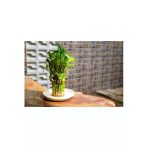 Şans Bambusu Tohumu - Lucky Bamboo - 5 Adet