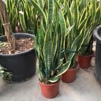 Sansevieria trifasciata - Paşa Kılıcı